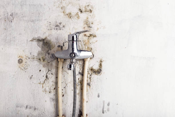 Deer Park, NY Mold Removal Company