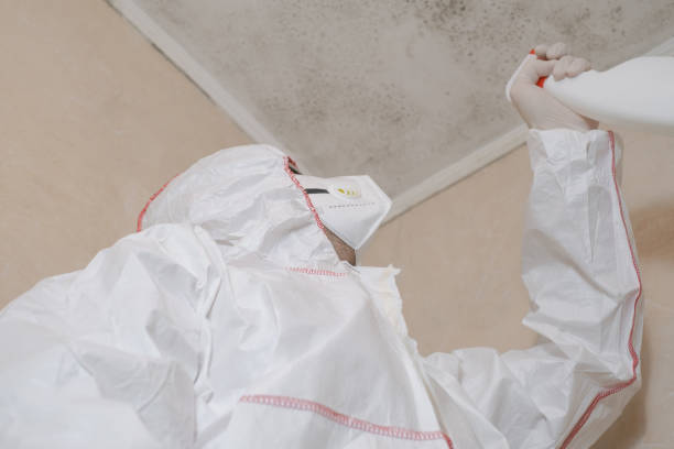 Best Attic Mold Removal  in Deer Park, NY