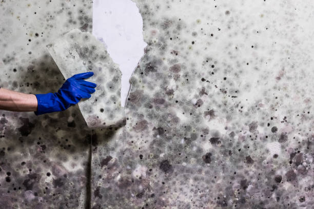 Best Mold Testing and Removal  in Deer Park, NY