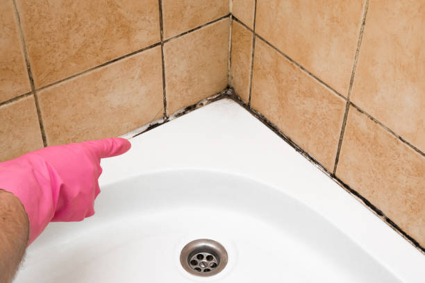 Best Mold Testing and Removal  in Deer Park, NY